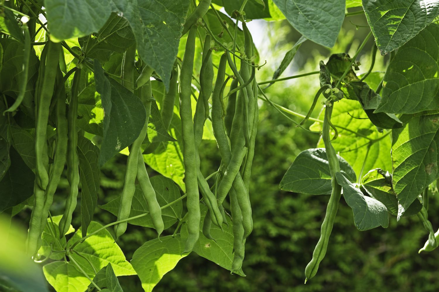 The Ultimate Guide to Growing a Variety of Delicious Beans in Your Garden: Tips and Types of Beans to Try