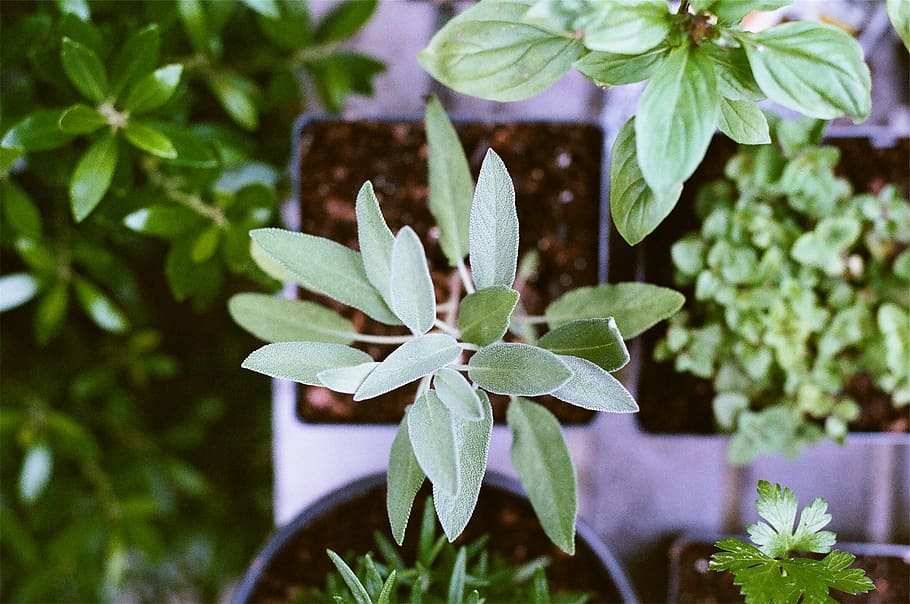 Garden Accessories: Making Slate Labels for Your Plants