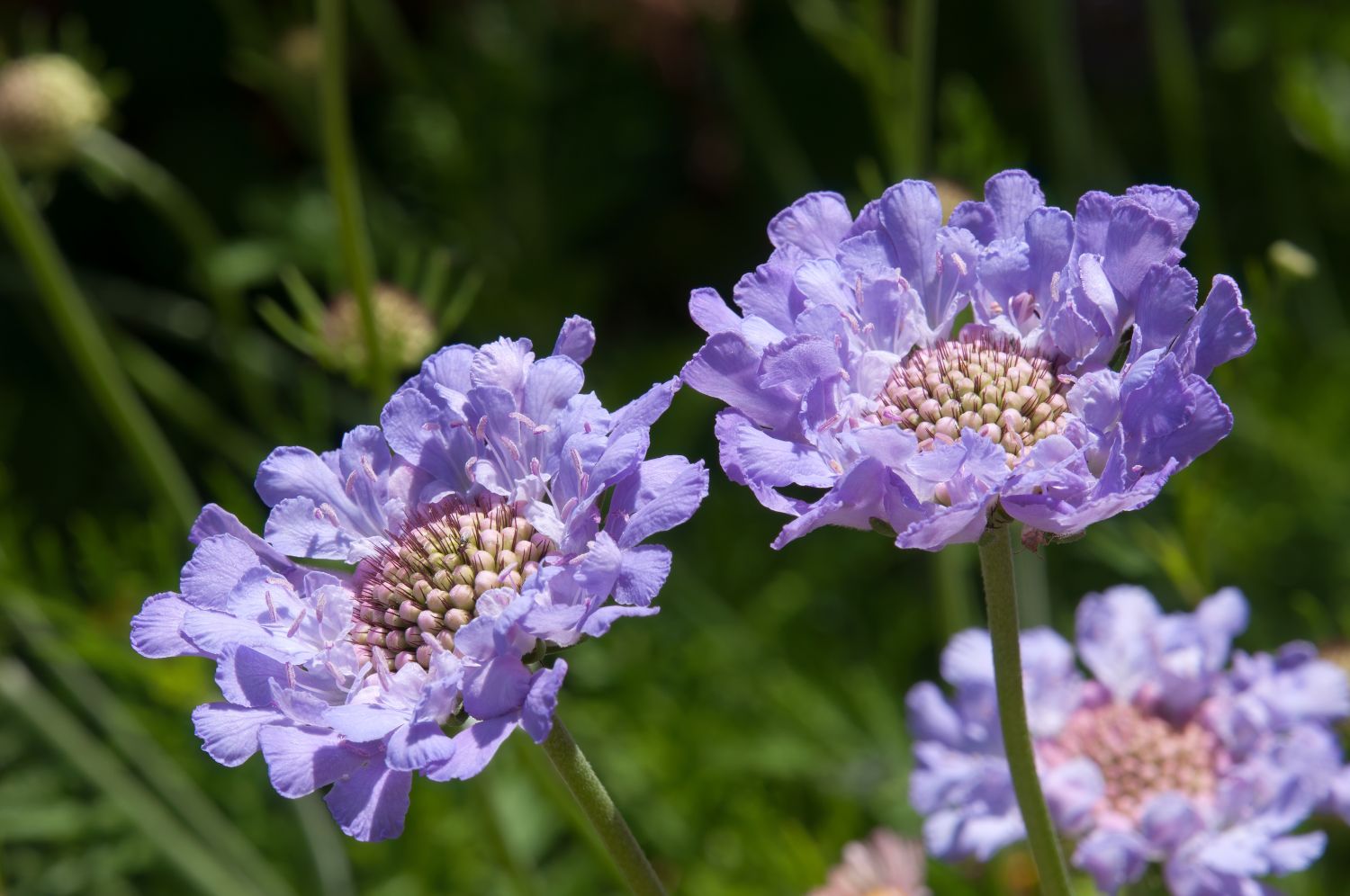 Growing and Caring for Scabiosa: Tips for Pincushion Flower Enthusiasts