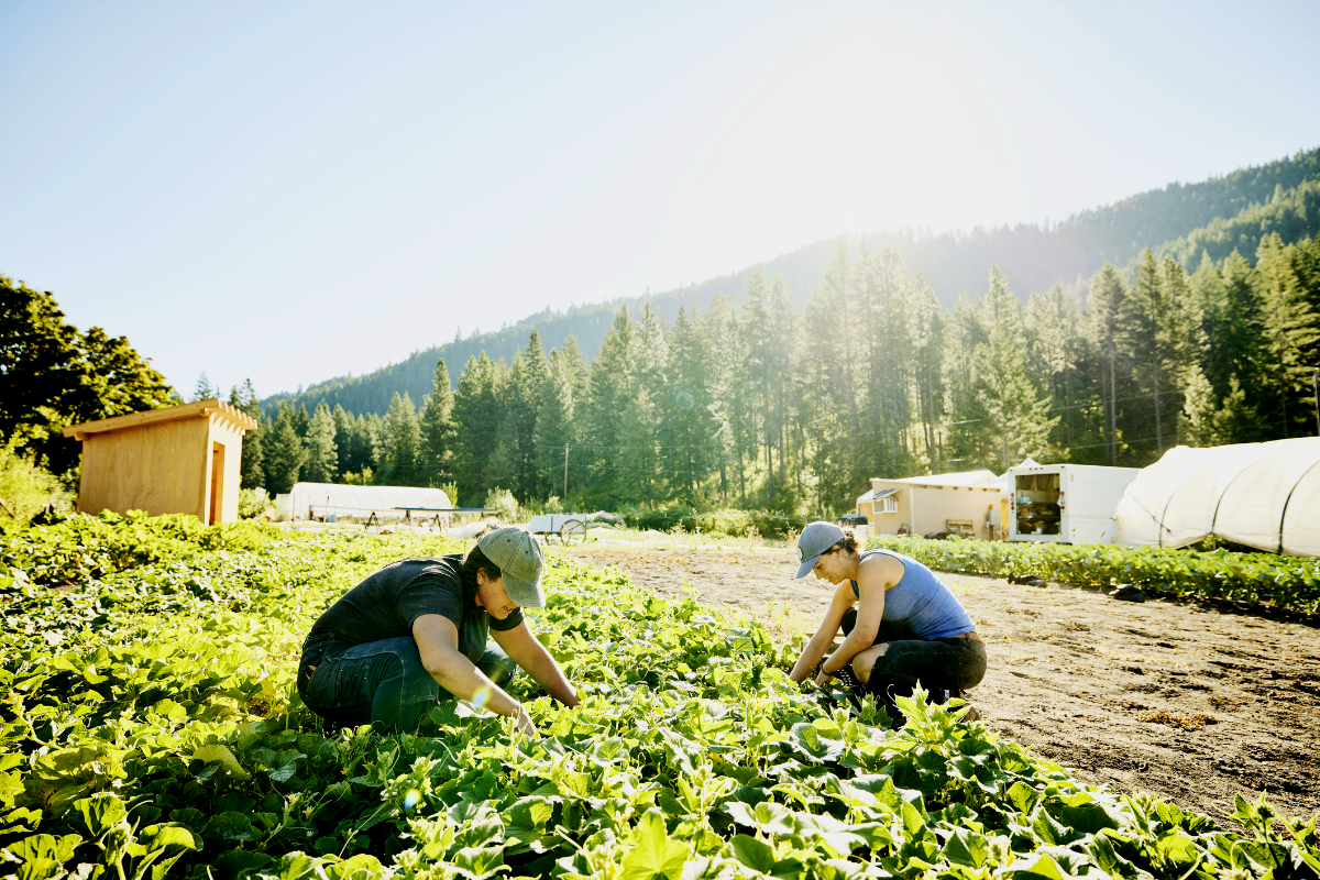 Sustainable Gardening: Solutions to Climate Change