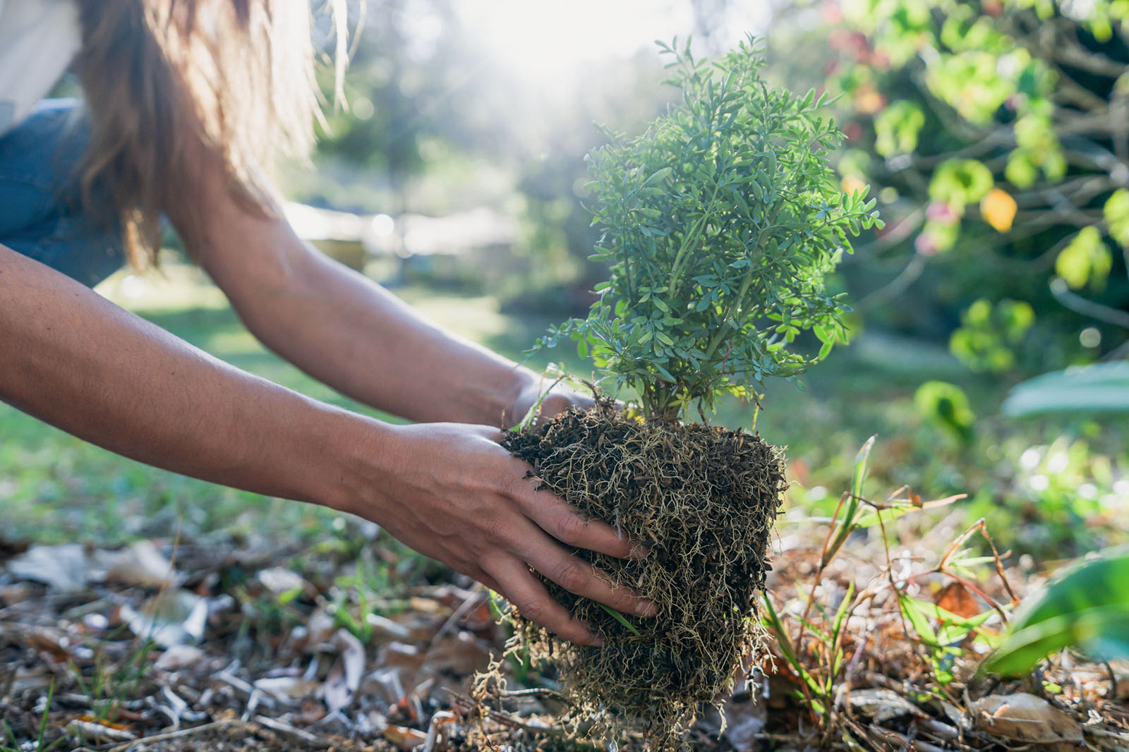 Common Gardening Challenges and How To Overcome Them