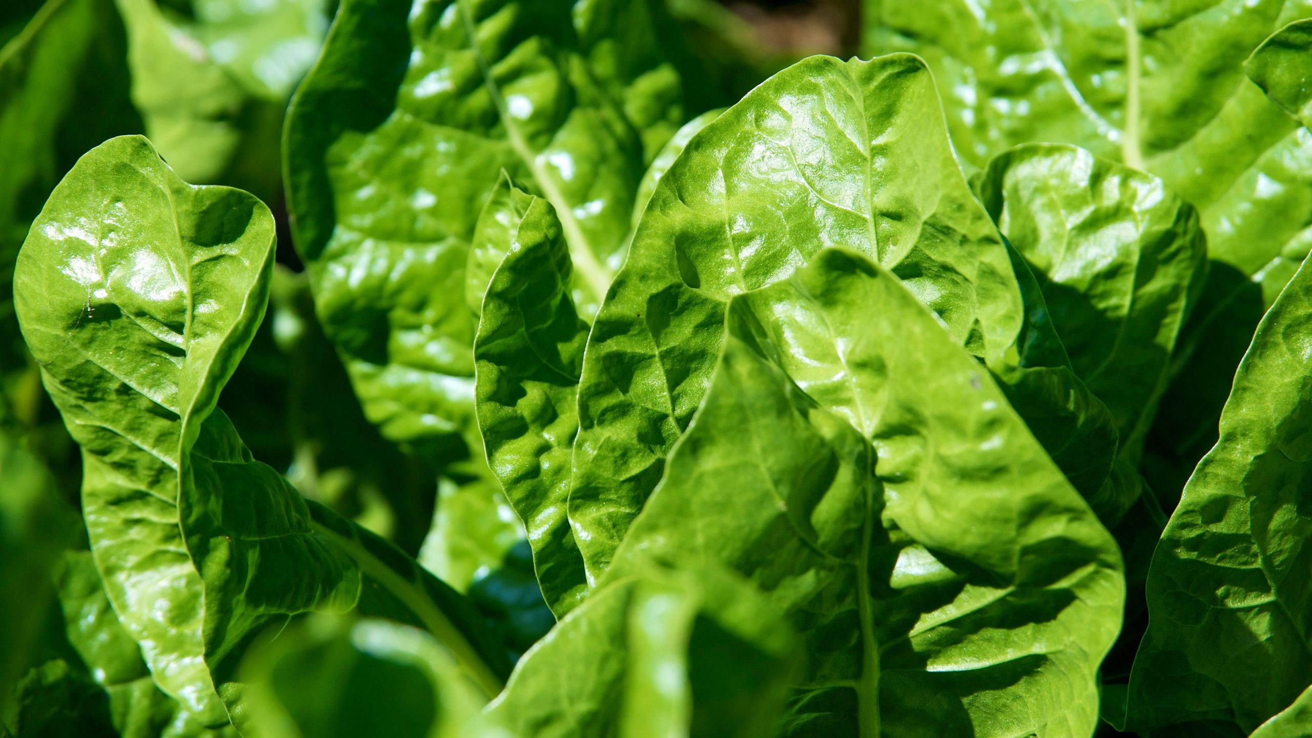 How to Plant, Care, and Grow Spinach?