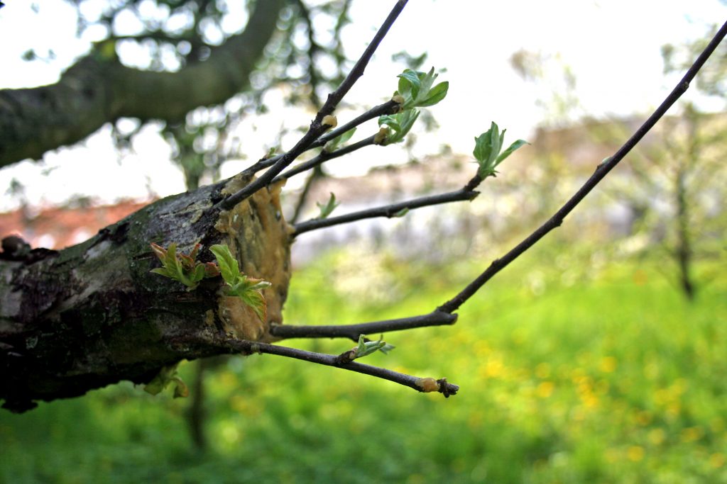 How to Graft a Tommy Atkins Mango Tree