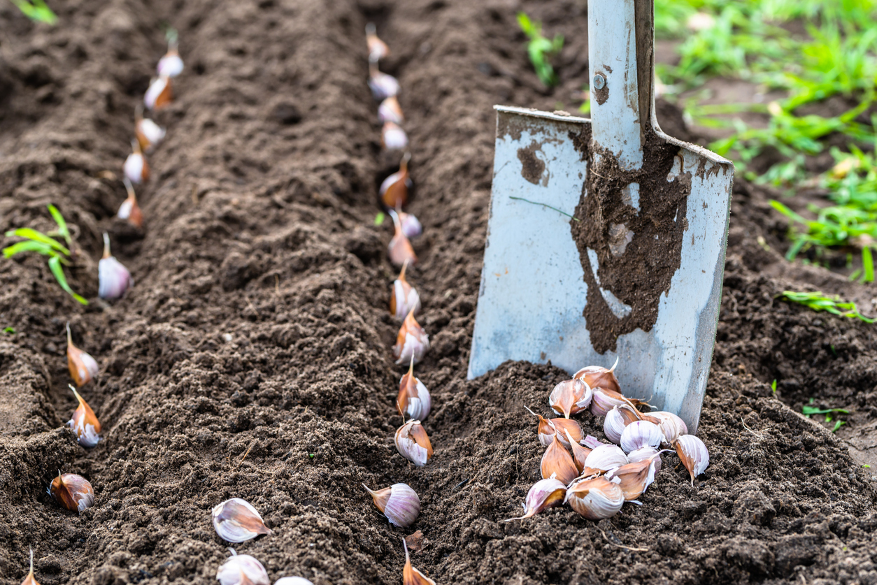 A Comprehensive Guide to Growing and Harvesting Garlic