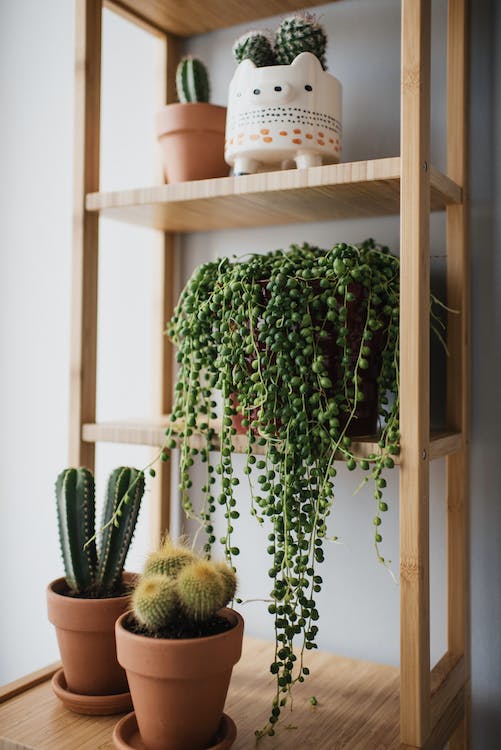 How to Create a Stunning Plant Shelf: A Step-by-Step Guide for Green Enthusiasts