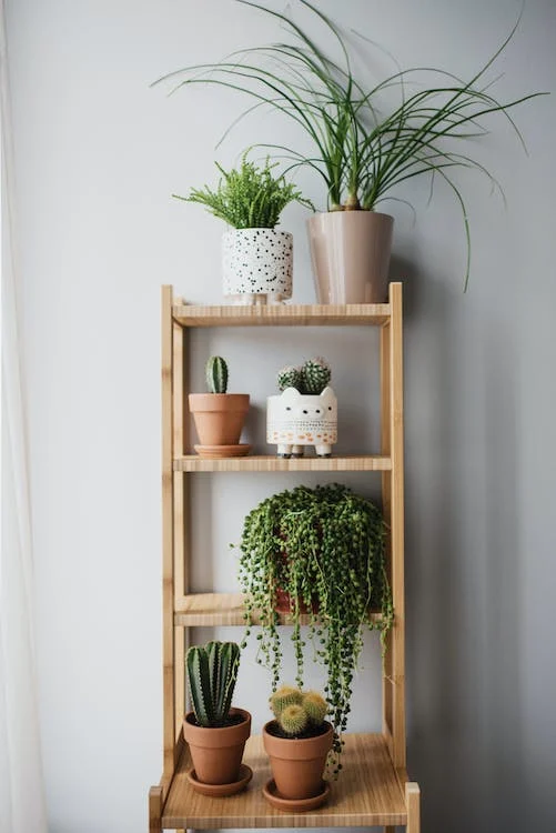 How to Create a Stunning Plant Shelf: A Step-by-Step Guide for Green Enthusiasts
