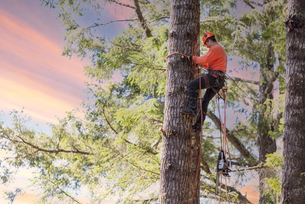 Tree Pests & Diseases Control & Treatment