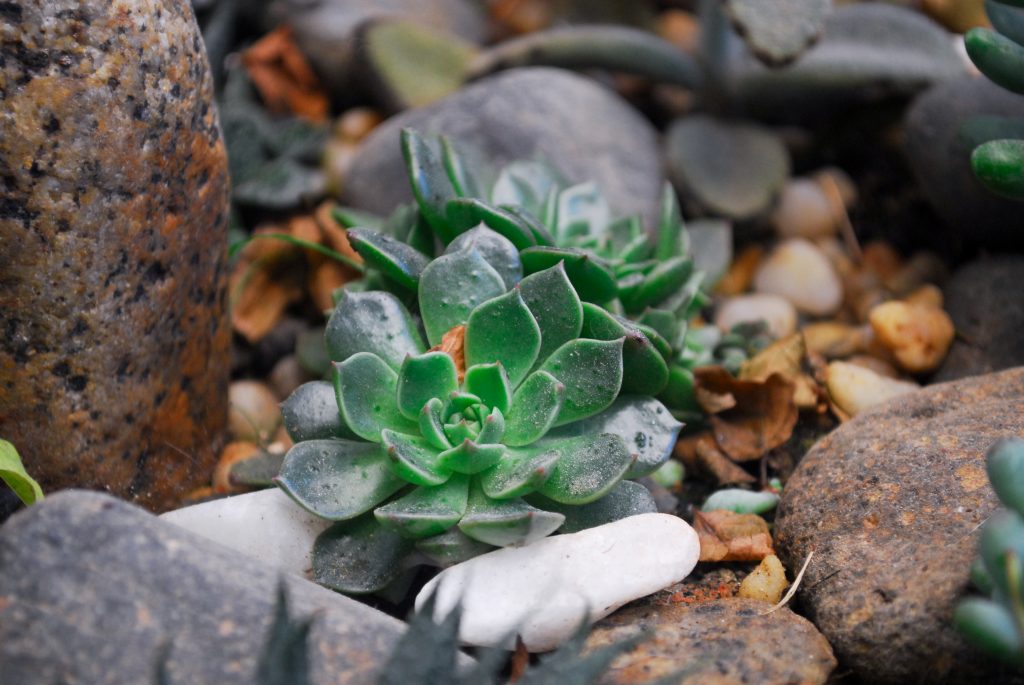 How to Create a Rock Garden