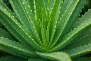 Wonders of Aloe Vera