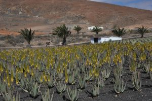 discover the benefits of aloe vera, a natural plant known for its soothing, healing, and moisturizing properties. learn how to use aloe vera for skin care, health, and more.