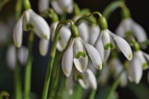 discover essential gardening tips, tricks, and inspiration for all skill levels. learn how to grow beautiful plants, maintain a thriving garden, and enjoy the benefits of nature at home.