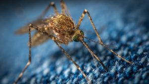 discover the common mosquito screen installation mistakes to avoid for a perfect fit and effective protection against insects.